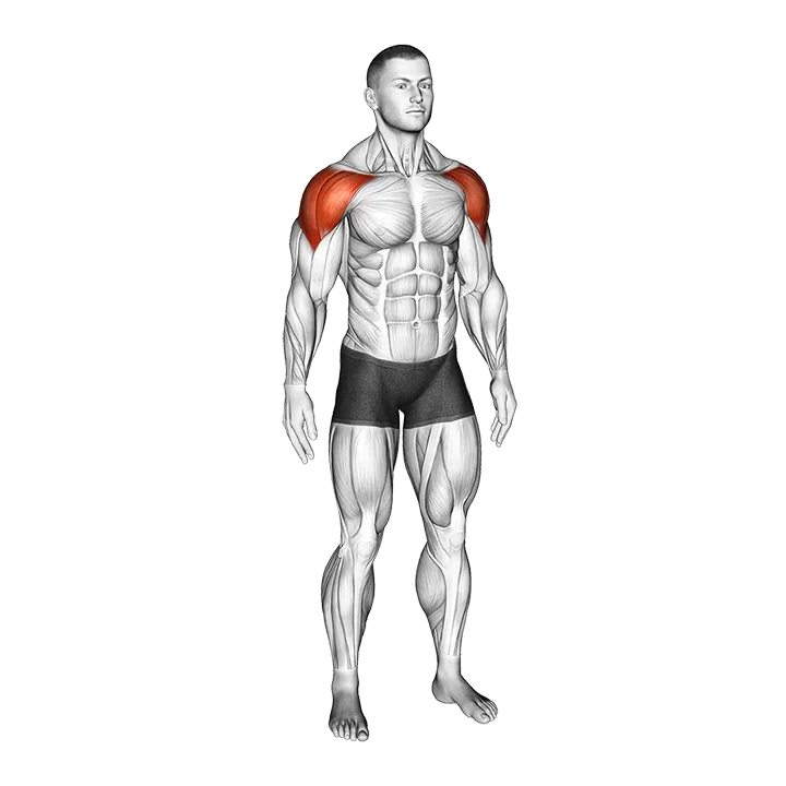 Mid Air Lateral Raises With Switching Palms exercise animation (Male)