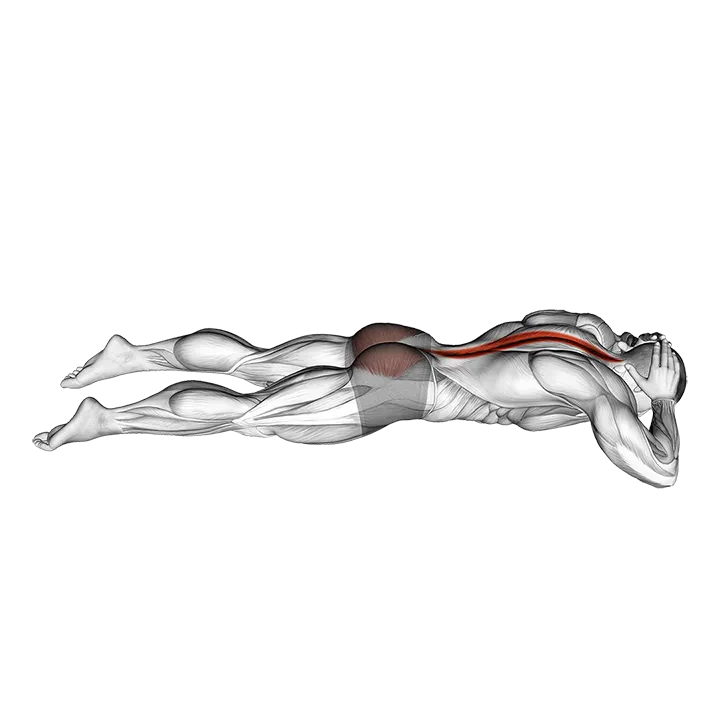 Lying Floor Hyperextension exercise animation (Male)