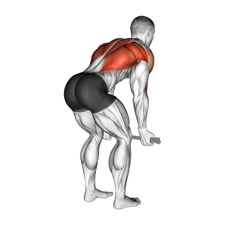 Bent-Over Row with Towel exercise animation (Male)