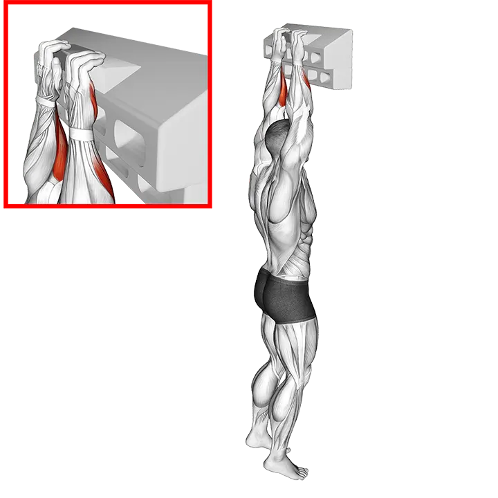 Handboard Half Crimp exercise animation (Male)