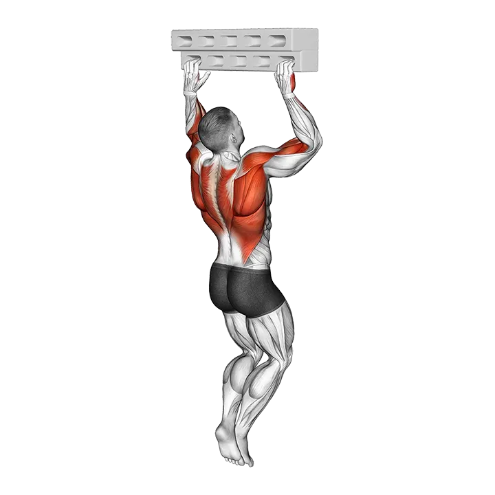 Handboard Hang with 90 Degree Elbow exercise animation (Male)