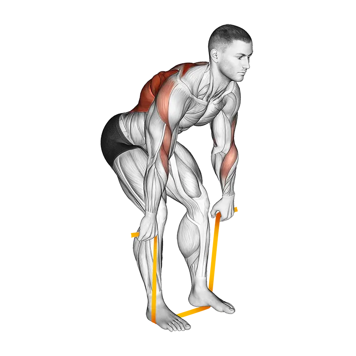 Resistance Band Bent Over Row exercise animation (Hombre)