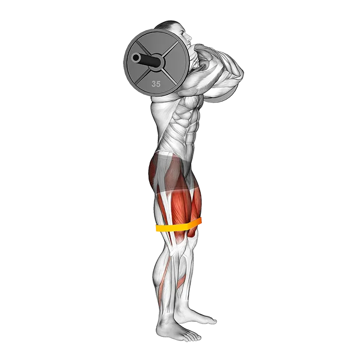 Barbell Front Chest Squat with Resistance Band exercise animation (Male)