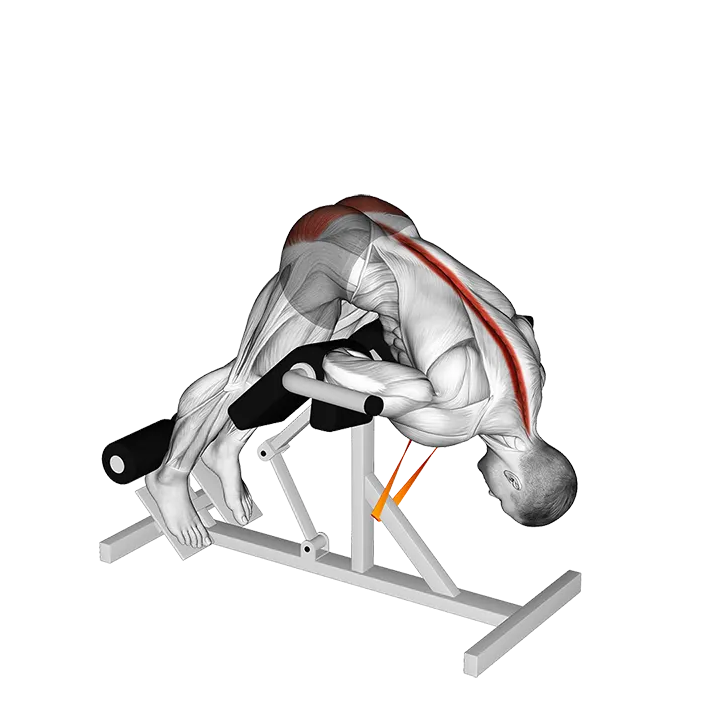 Resistance Band 45 degrees Hyperextension exercise animation (Male)