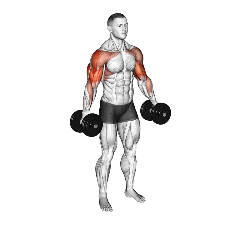Dumbbell Poliquin Lateral Raise exercise animation (Male)