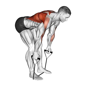 Band Bent Over row