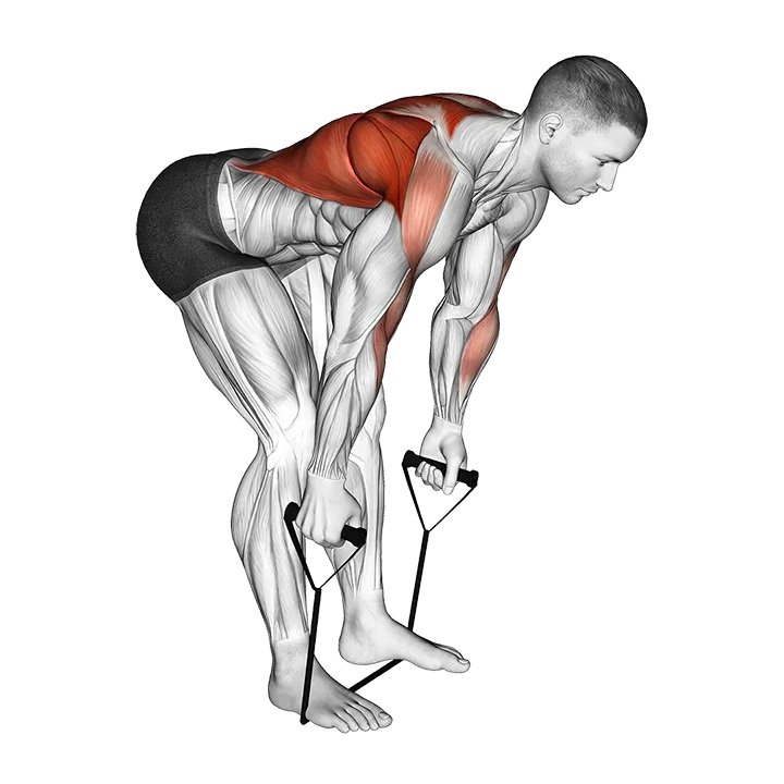 Band Bent Over row exercise animation (Male)