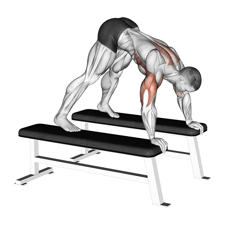Pike Press (between benches) exercise animation (Männlich)