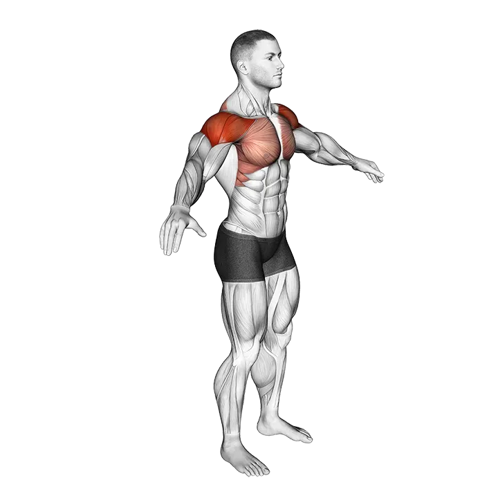 Arm Circles exercise animation (Male)