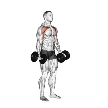 Dumbbell Low Fly