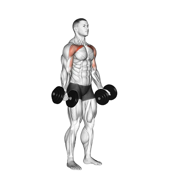 Dumbbell Low Fly exercise animation (Male)
