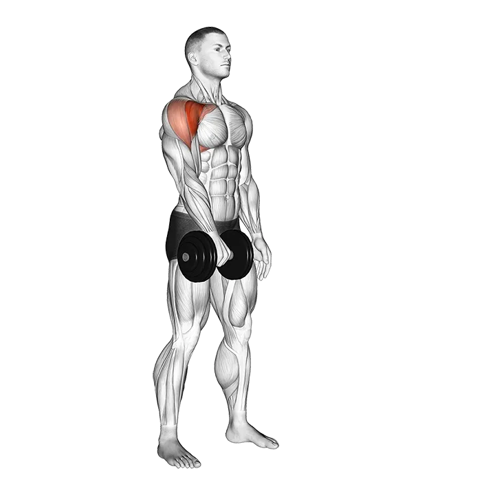 Dumbbell One Arm Front Raise exercise animation (Male)