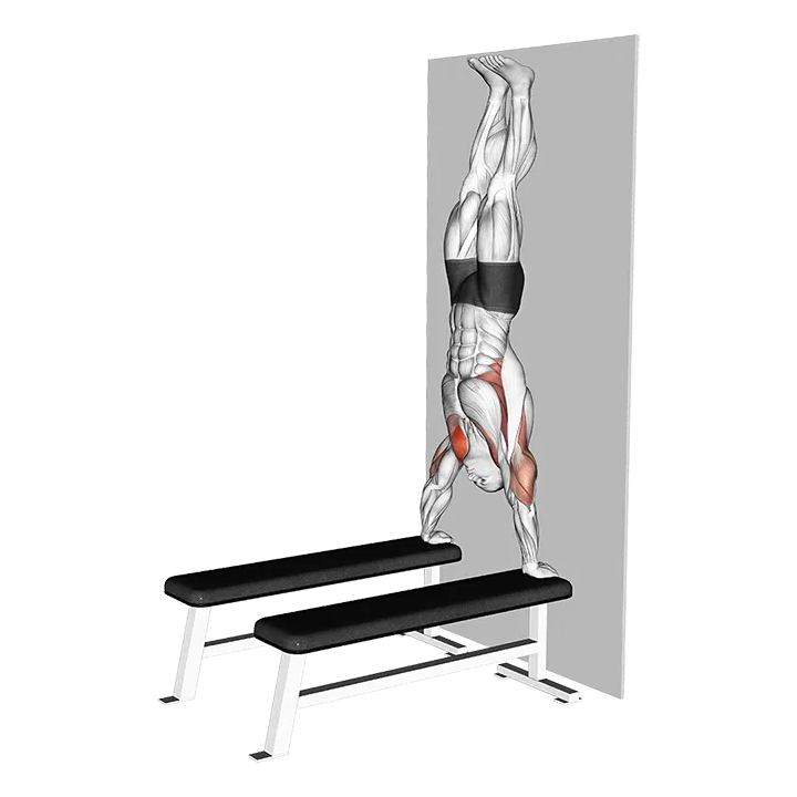 Handstand Shoulder Press with Wall (between benches) exercise animation (Male)