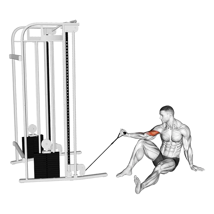 Cable Seated Floor One Arm Concentration Curl exercise animation (Male)