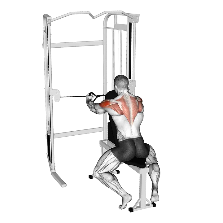 Cable Seated Rear Delt Fly with Chest Support exercise animation (Male)