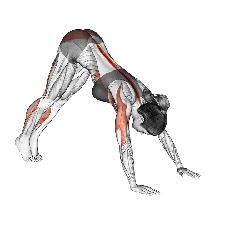 Pike to Cobra exercise animation (Female)