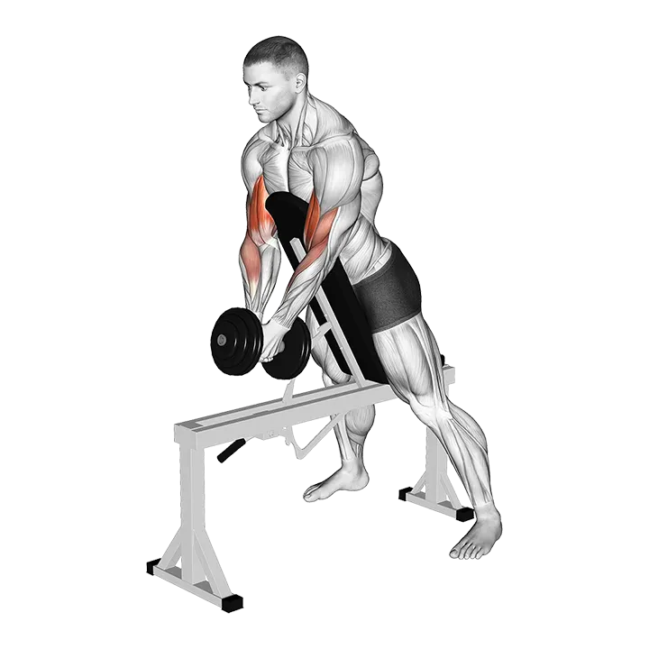 Dumbbell Single Spider Curl with Chest Support exercise animation (Männlich)