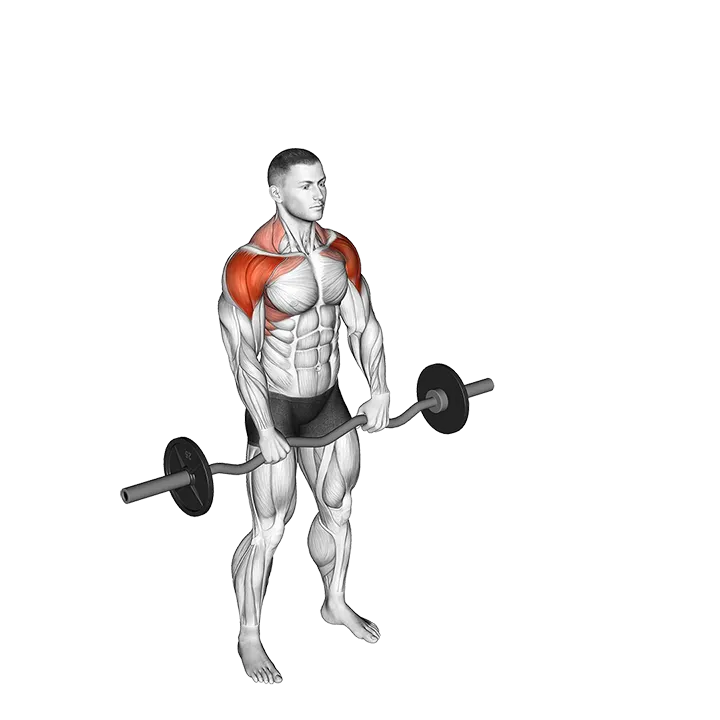 EZ-bar Front Twist Raise exercise animation (Männlich)
