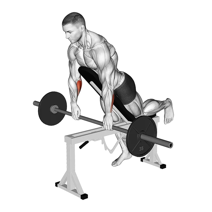 Barbell Incline Wrist Curl with Chest Support exercise animation (Male)