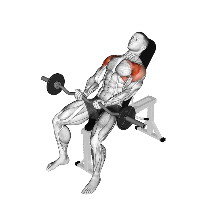 EZ-bar Incline Front Raise exercise animation (Male)