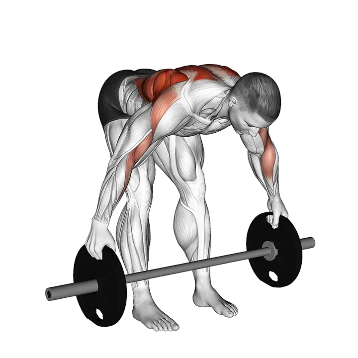 Barbell Bent Over Wide Alternate Row Plus exercise animation (Male)