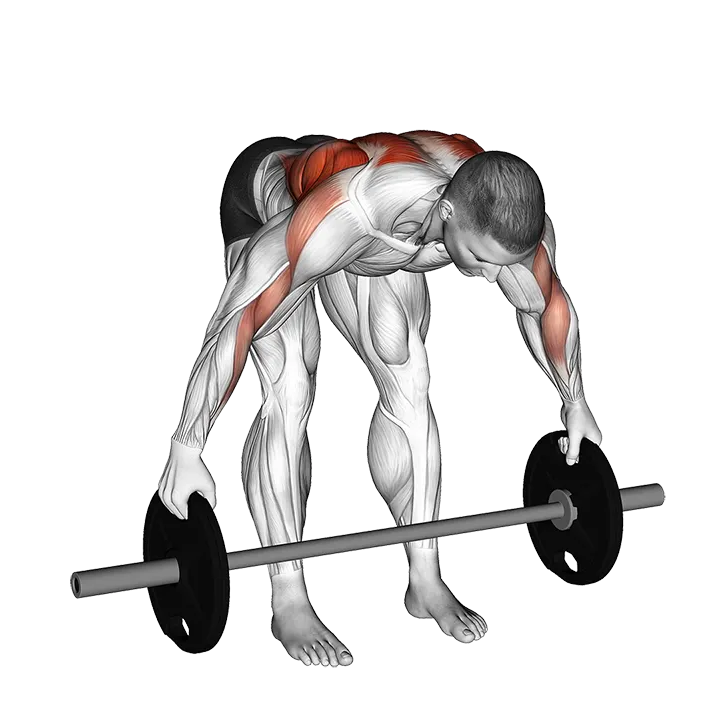 Barbell Bent Over Wide Row Plus exercise animation (Male)