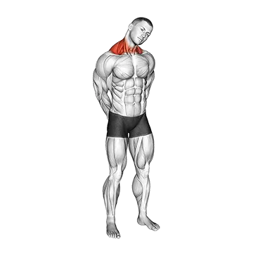 Neck Circle Stretch