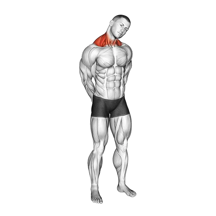 Neck Circle Stretch exercise animation (Male)