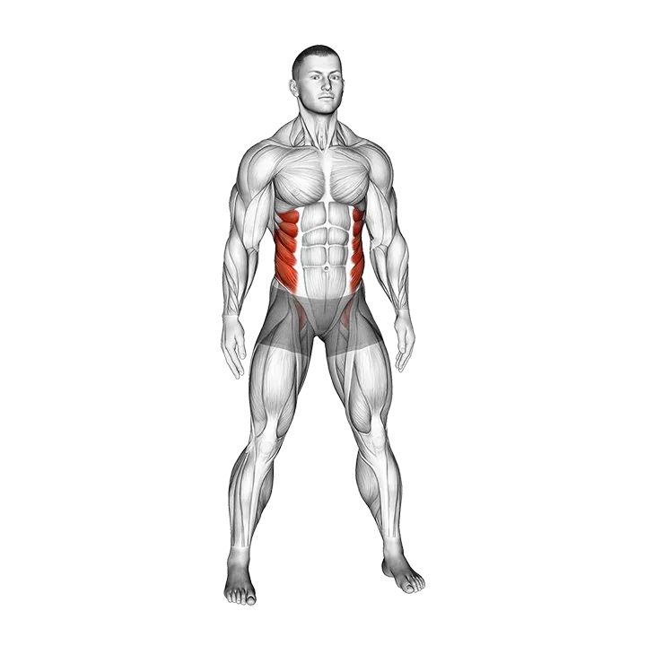 Standing Side Bend (bent arm) exercise animation (Male)