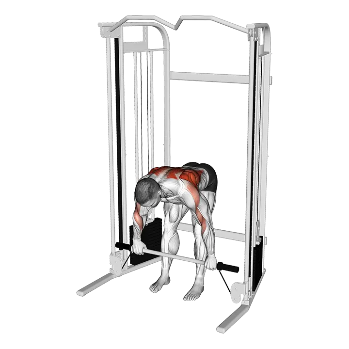 Cable Bent Over Row with Bar exercise animation (Male)