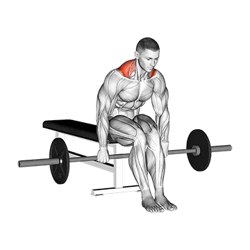 Barbell Seated Shrug