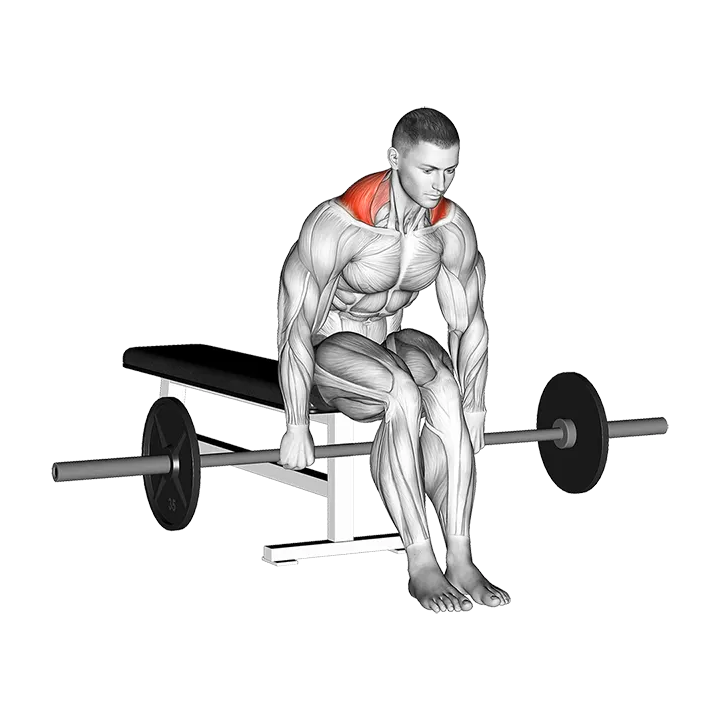 Barbell Seated Shrug exercise animation (Männlich)