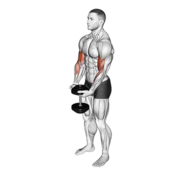 Dumbbell Standing Single Spider Curl