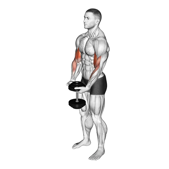 Dumbbell Standing Single Spider Curl exercise animation (Male)