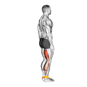 Resistance Band Leg Curl