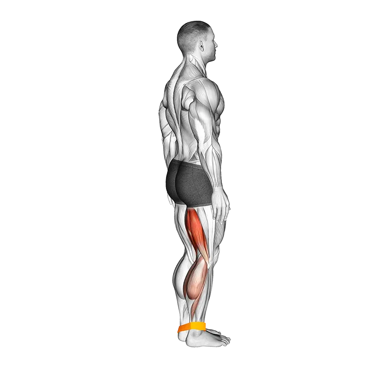 Resistance Band Leg Curl exercise animation (Male)