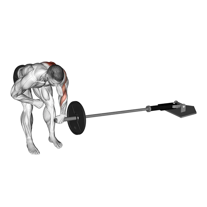Landmine One Arm Bent-Over Row exercise animation (Male)