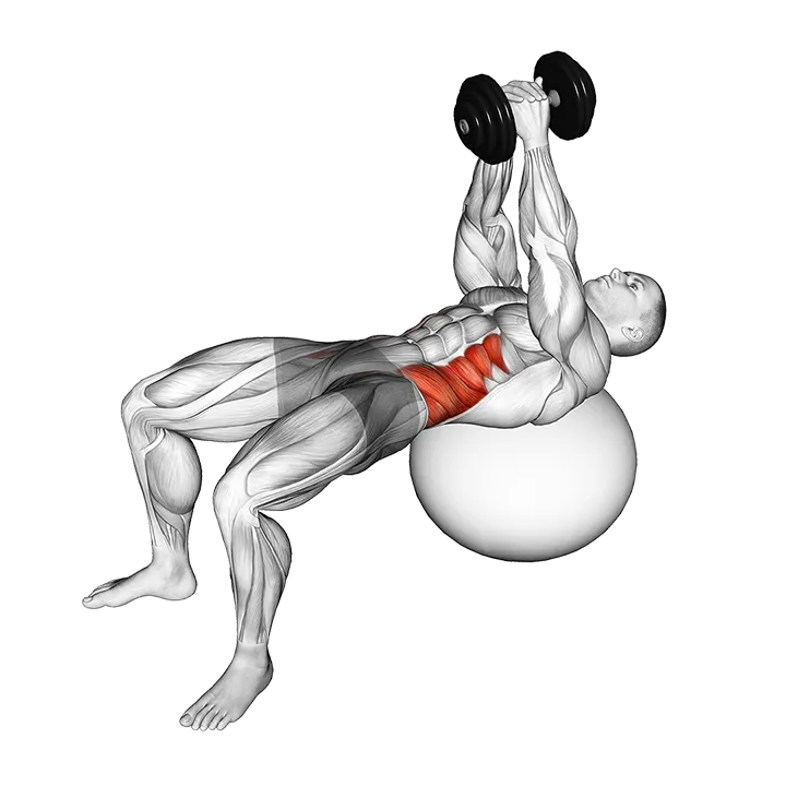 Dumbbell Russian Twist (on stability ball) exercise animation (Male)