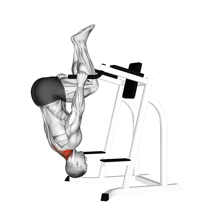 Inverted Shrug (on parallel bars) exercise animation (Male)