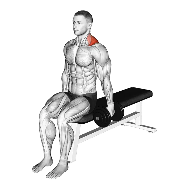 Dumbbell Seated Gittleson Shrug exercise animation (Male)