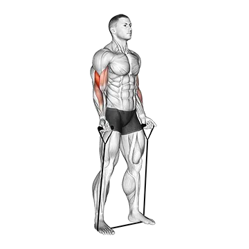 Band Biceps Curl