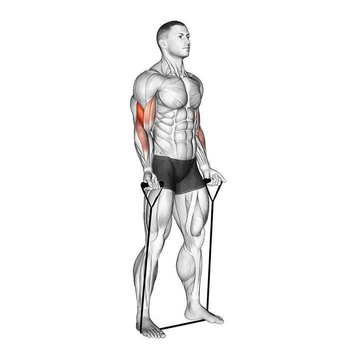 Band Biceps Curl exercise animation (Male)