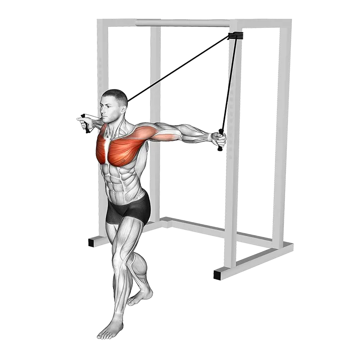 Band Low Chest Fly exercise animation (Male)