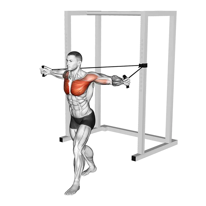 Band Chest Fly exercise animation (Male)
