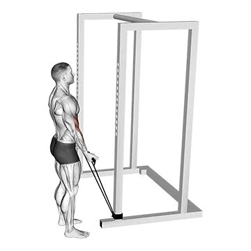 Band Standard Biceps Curl