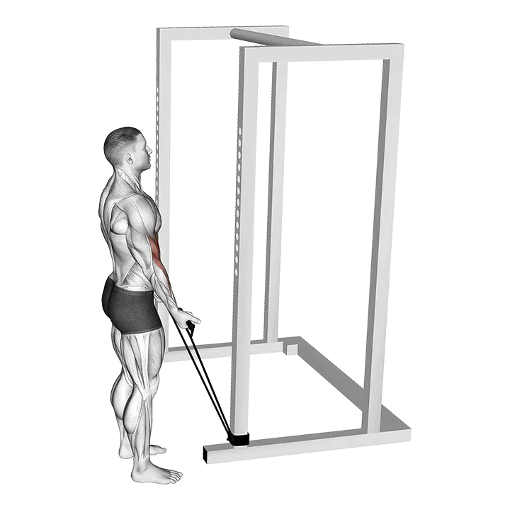Band Standard Biceps Curl exercise animation (Männlich)