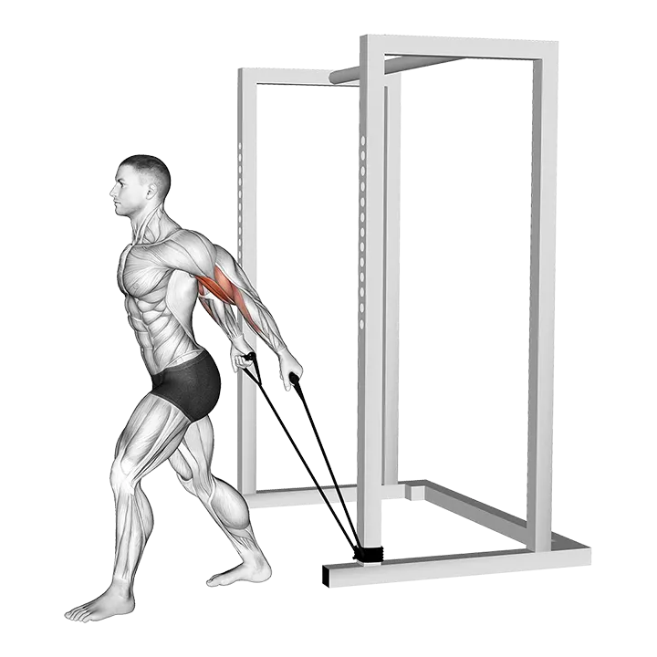 Band 45 degrees Biceps Curl exercise animation (Male)