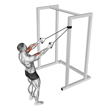 Band Cross Chest Biceps Curl