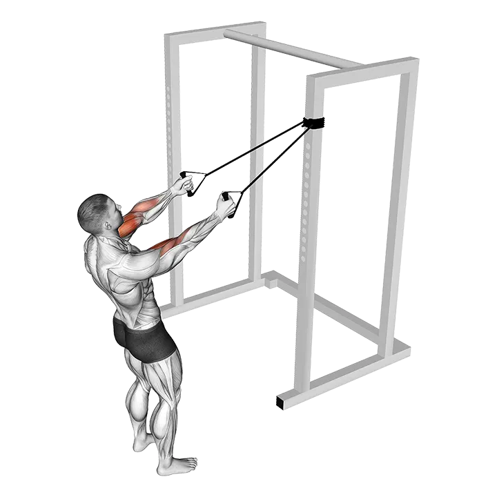 Band Cross Chest Biceps Curl exercise animation (Male)