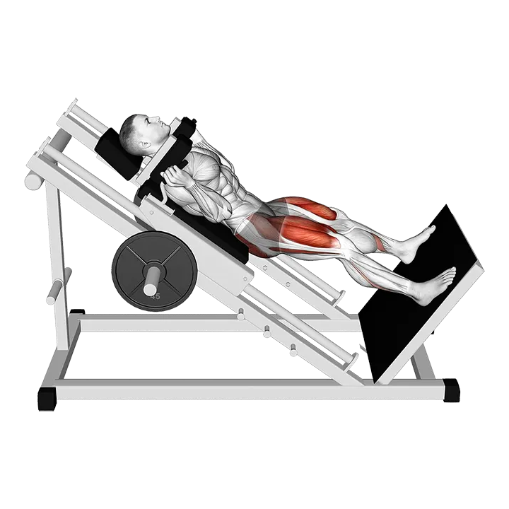Sled Wide Hack Squat exercise animation (Male)